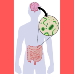 Gut-brain connection