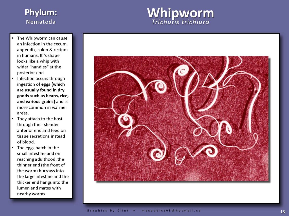 Human Worm Parasite Identification Chart